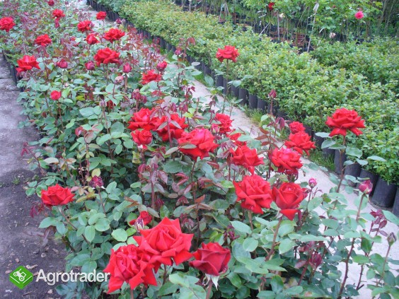 Krzewy róż , sadzonki róż , róże , róże pienne , róże w doniczkach - zdjęcie 4