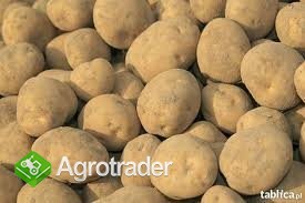 OFERUJĘ ziemniaki jadalne WINETA 25gr/kg
