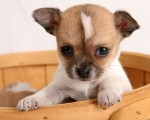 kostenlose Mini Chihuahua Welpen zur Annahme Mini