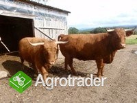 2 krowy Highland cattle / limousine