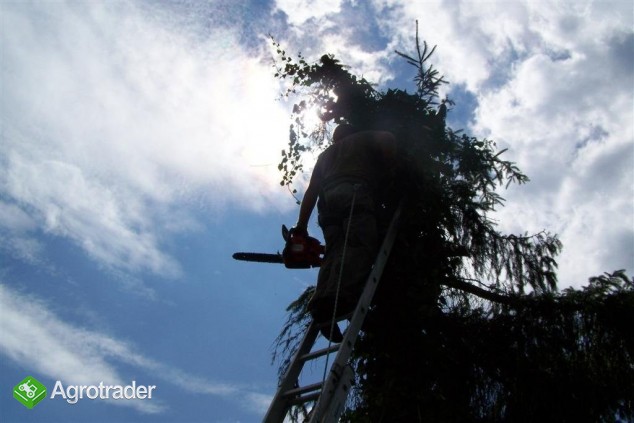 Wycinanie drzew, ścinanie, podnośnik- alpinista - zdjęcie 2