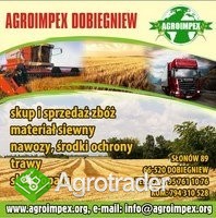 Firma AGROIMPEX kupi każdą ilość gryki