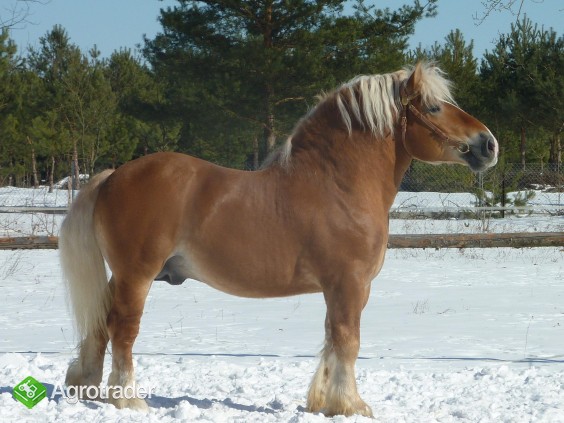 Konie ogier zimnokrwisty sokólski - zdjęcie 1