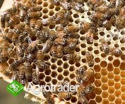 Pszczoły