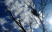 Wycinanie drzew metodą alpinistyczną