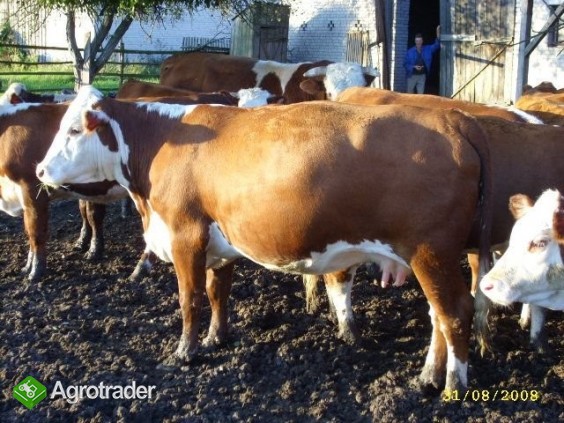 Hereford 100% zacielone ZOBACZ WARTO!!! Mięsne krowy - zdjęcie 3
