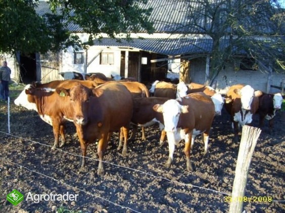 Hereford + Simental zacielone krowy mięsne WARTO!!! TANIO!! - zdjęcie 1