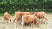 Jałówki byczki mięsne