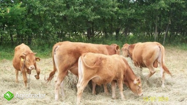 Jałówki byczki mięsne