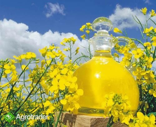  Ukraina.Ziarna rzepaku 1150 zl/tona sertyfikowane na biopaliwa i cele