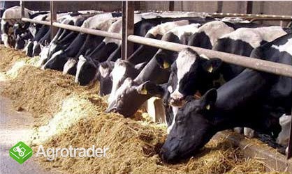  Ukraina.Krowy,jalowki od 700 zl/szt.Mleko 4% cena 0,40 zl/litr.