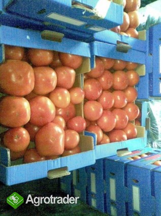 Pomidory szklarniowe BB (iportowane) - zdjęcie 1