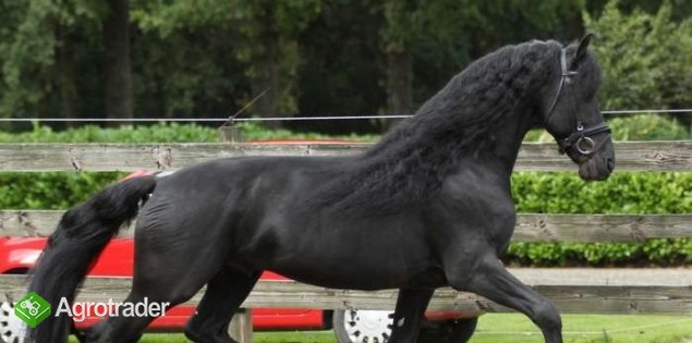 Koń fryzyjski, piękna klaczka, 4 lata, potrzebuje nowego domu - zdjęcie 1