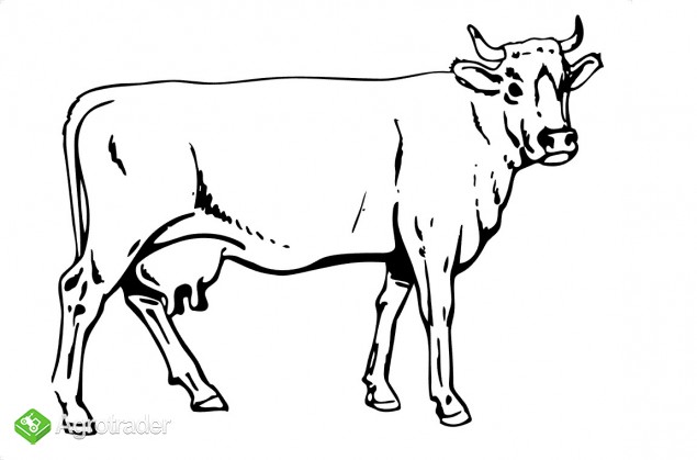 Skup bydła
