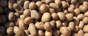 Ziemniaki sadzeniaki kwalifikowane