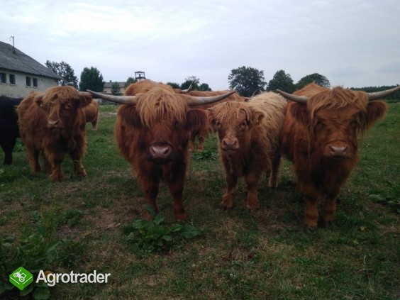 Highland Cattle Szkockie Górskie stado 14 matek, 2 byki zarodowe - zdjęcie 5