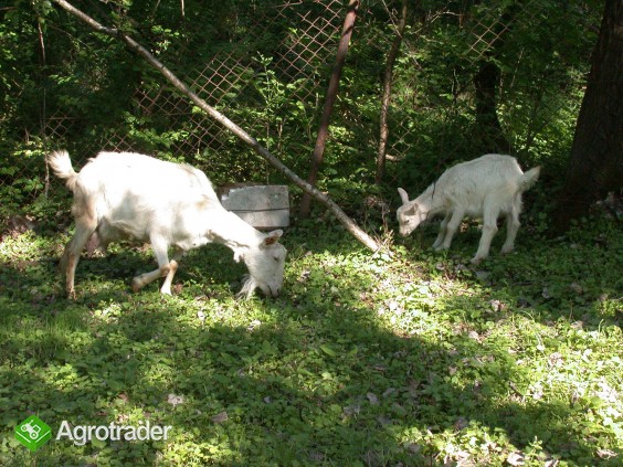 Koza wysokomleczna 3letnia + dwa małe capki - zdjęcie 4