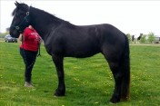 Koń fryzyjski, 3 lata, poszukujący nowego dżokeja. 