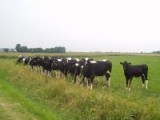  Ukraina. Krowy, bydlo opasowe 700 zl/szt. Mleko 4% cena 0,50 zl/litr.