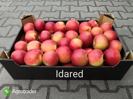 Sprzedam jabłka: idared, szampion, gala schniga - zdjęcie 2