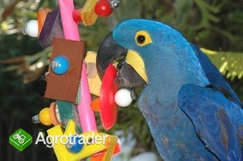 Walentynki hiacynt papug ara na sprzedaż. - zdjęcie 1
