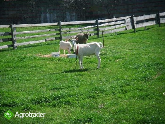 Sprzedam kozy i owce - zdjęcie 3