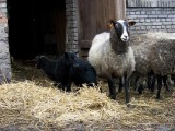 owce romanowskie