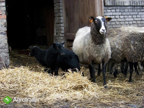 owce romanowskie