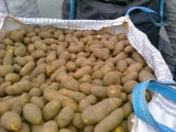 Ziemniaki DITTA bez fito, żółte, worki 15kg 5000t