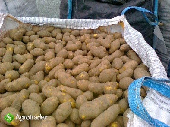 Ziemniaki DITTA bez fito, żółte, worki 15kg 5000t