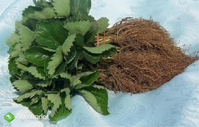 Sadzonki truskawek  odmiany deserowe i przemyslowe zielone i - zdjęcie 2