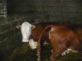 Krowy i cielaki miesne hardfordy