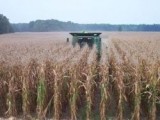 Koszenie kukurydzy na ziarno