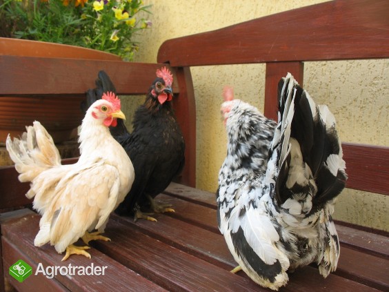 Jaja lęgowe, koguty, kury, chabo, silki, pawłowskie, czubatki, seramy - zdjęcie 6