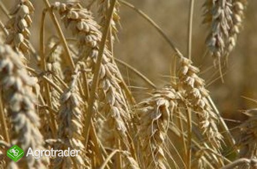 Pszenica brak przytuli 200t cena 770zł jęczmień 84