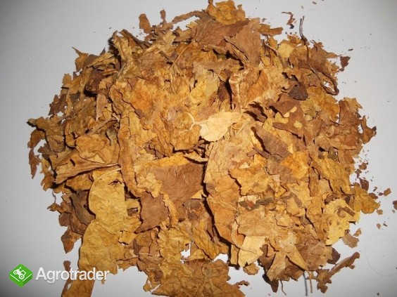 STRIPS NAJLEPSZY NA RYNKU POLECAM