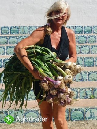 CZOSNEK gruby hiszpanski z wisiorem 2012