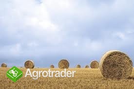 Sprzedam słomę 50 000 ton.