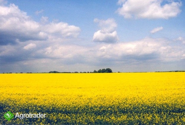 Rzepak - 1 zestaw samochodowy