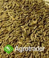 KUPIĘ ŻYTO-KUKURYDZĘ-PSZENICĘ