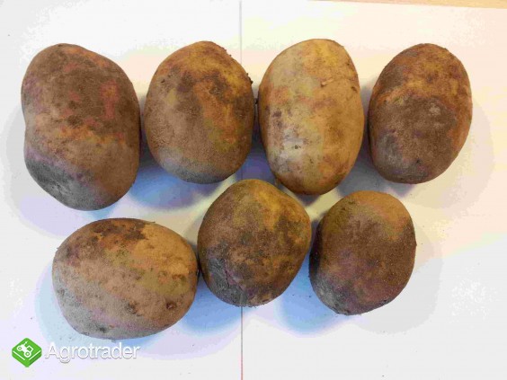 Sprzedam ziemniaka Agata - zdjęcie 2