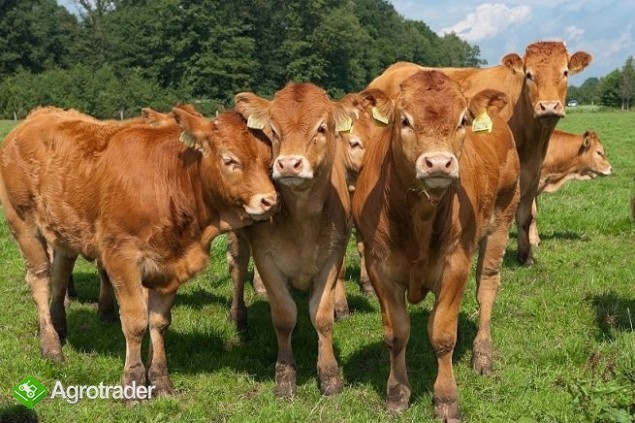 Skup żywca - płatność gotówką