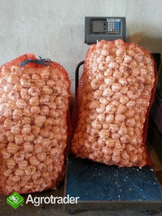 SPRZEDAM CZOSNEK POLSKI  JARUS - zdjęcie 1