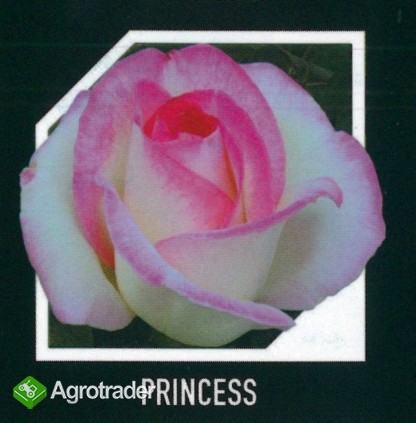 Róże - sadzonki - tylko HURT - zdjęcie 3