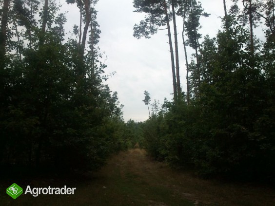 Do sprzedaży Las sosnowy 6,45ha gm. Drużbice - zdjęcie 1