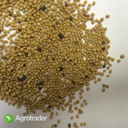 Gorczyca Biała Sinapis Alba