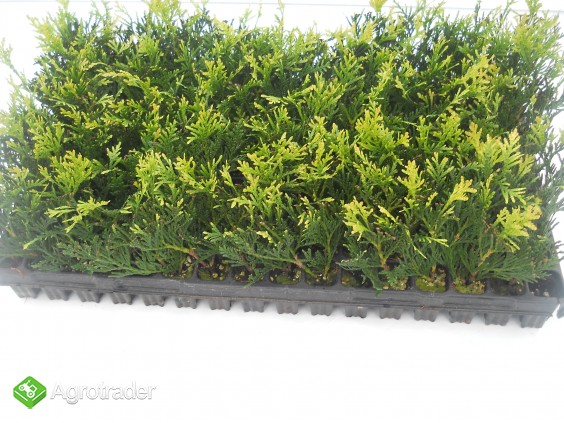 T. Pilcata Kórnik sadzonki multiplaty 0,55 zł/szt  - zdjęcie 2