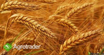 Zboża - Skup