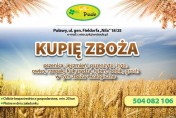 kupię groch - skup grochu 
