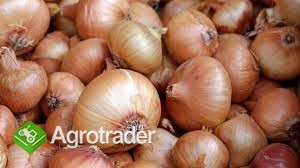 Najwyższa jakość cebuli w dobrej jakości